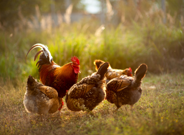 Farm animal welfare standards with chickens running freely