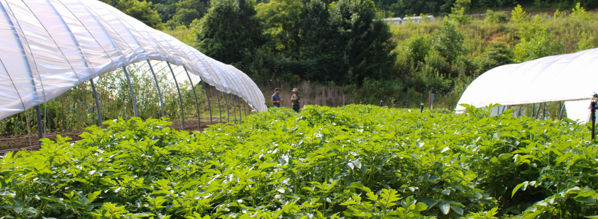 A farm supported by the Carolina Farm Stewardship Association