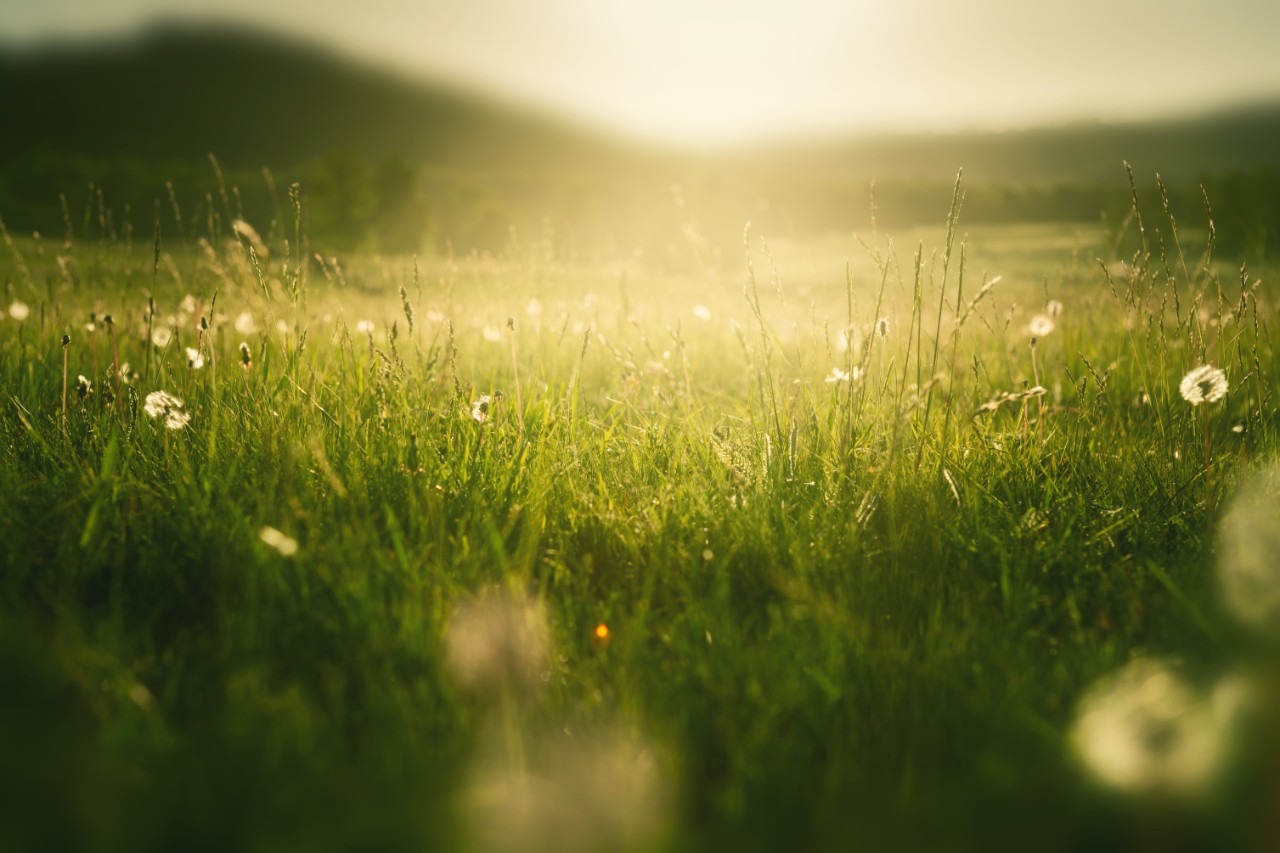 Wild grasses with dandelions in the mountains at sunset. Macro image, shallow depth of field. Summer nature background.
