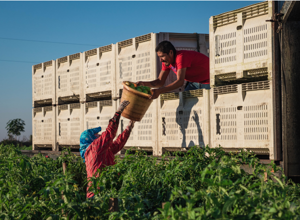 Small and medium-sized enterprise farmer working in field