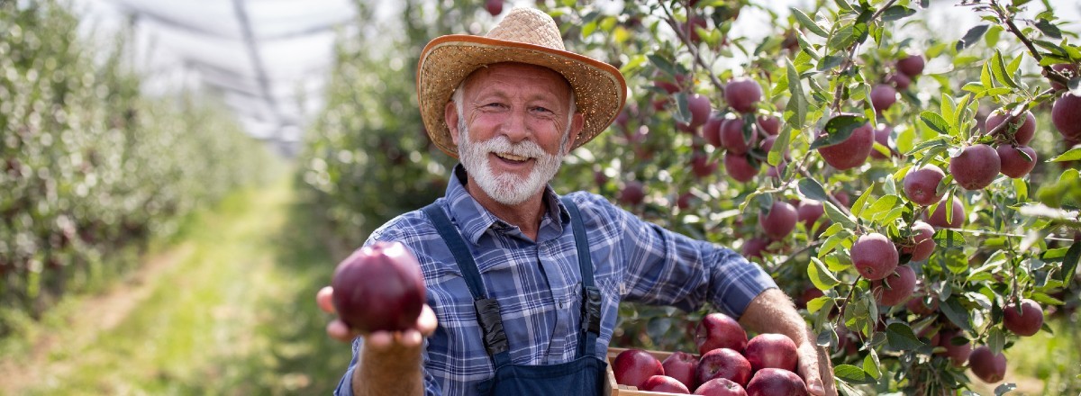 Farmer holding a crate of apples