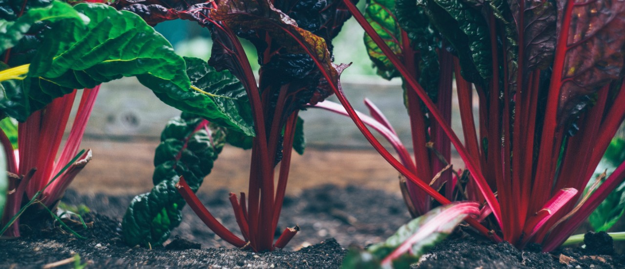 Farming for the future with close up of rhubarb