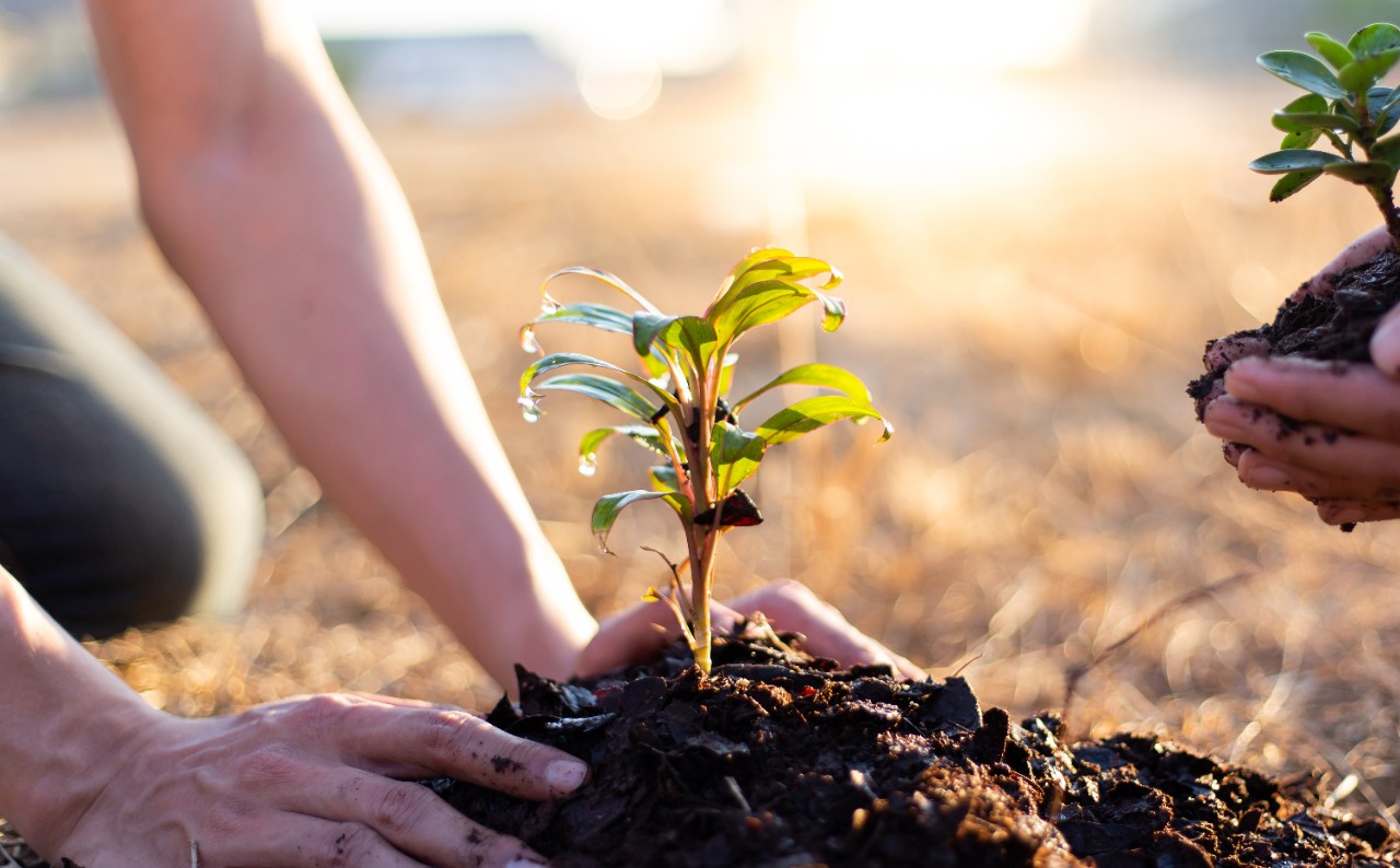 Two men are planting trees and watering them to help increase oxygen in the air and reduce global warming, Save world save life and Plant a tree concept.