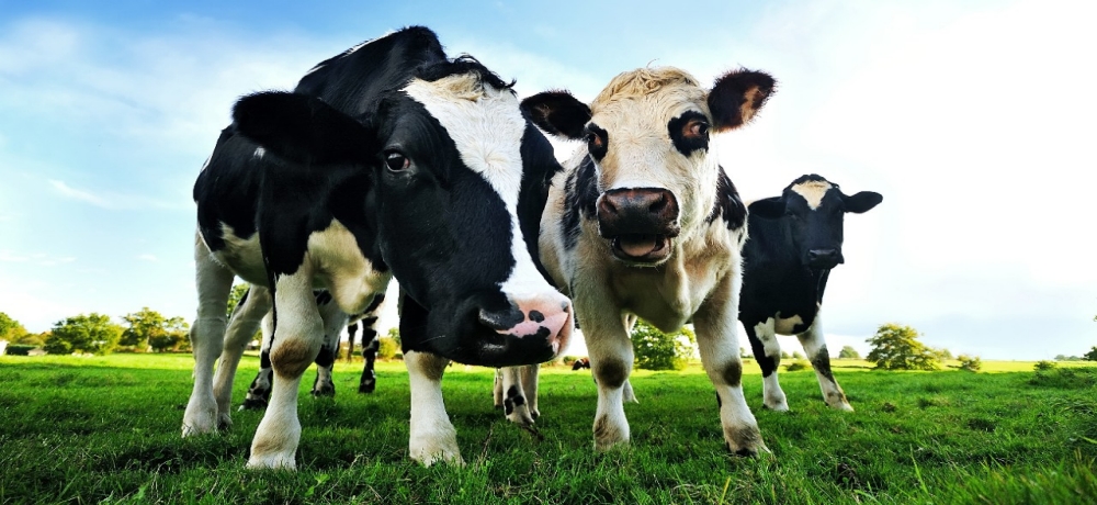 Animal welfare picture of cows