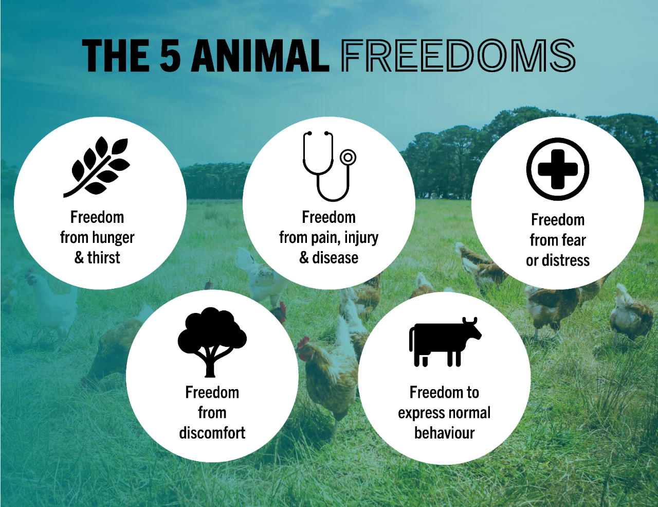 List of the 5 animal freedoms